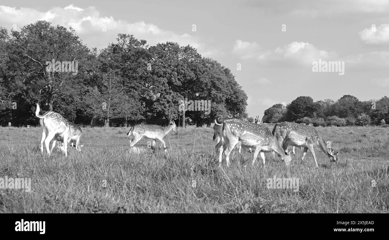 Deer herds have played a major role in Richmond Park’s history and have ...