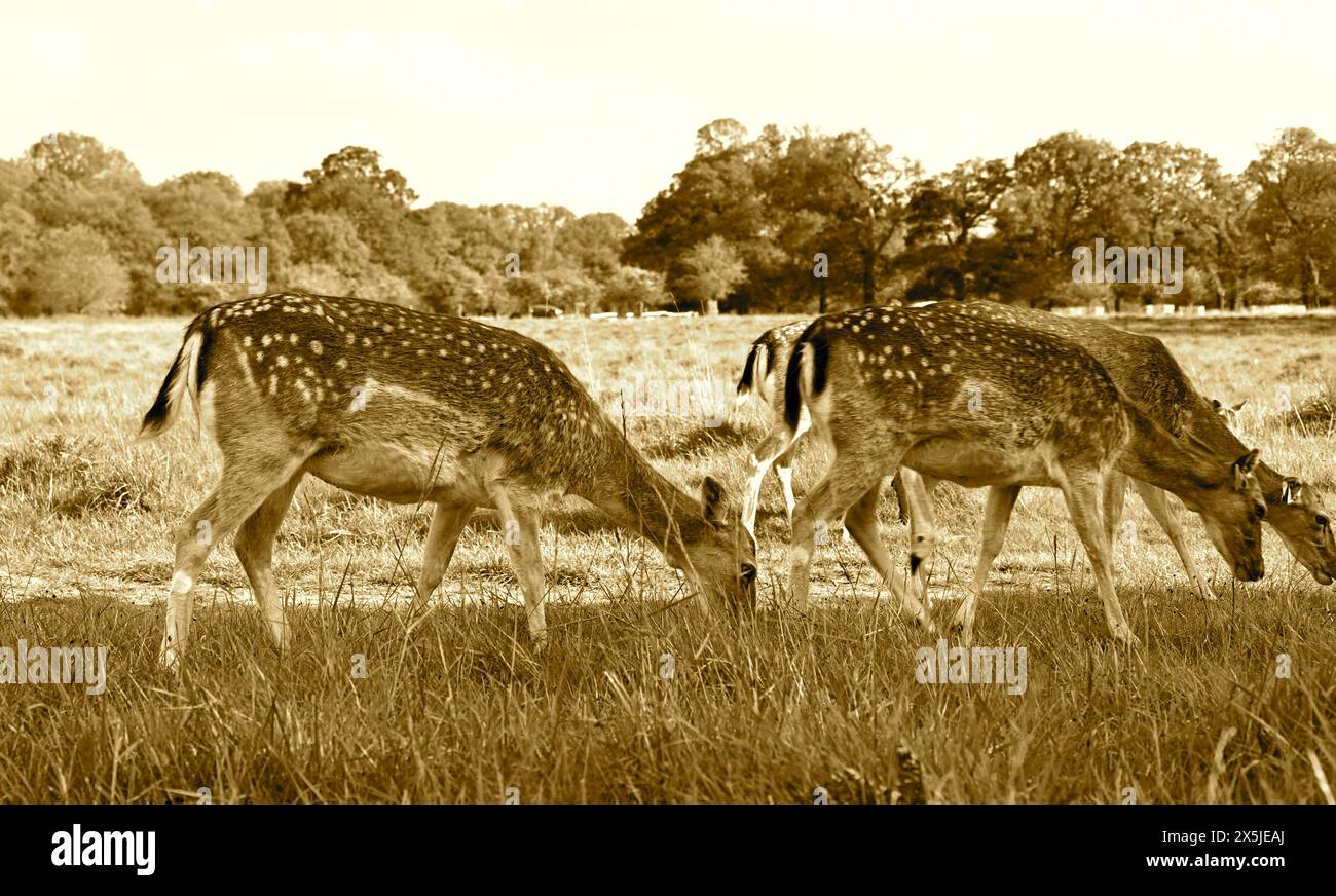 Deer herds have played a major role in Richmond Park’s history and have ...