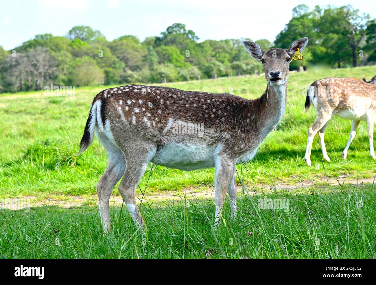 Deer herds have played a major role in Richmond Park’s history and have ...