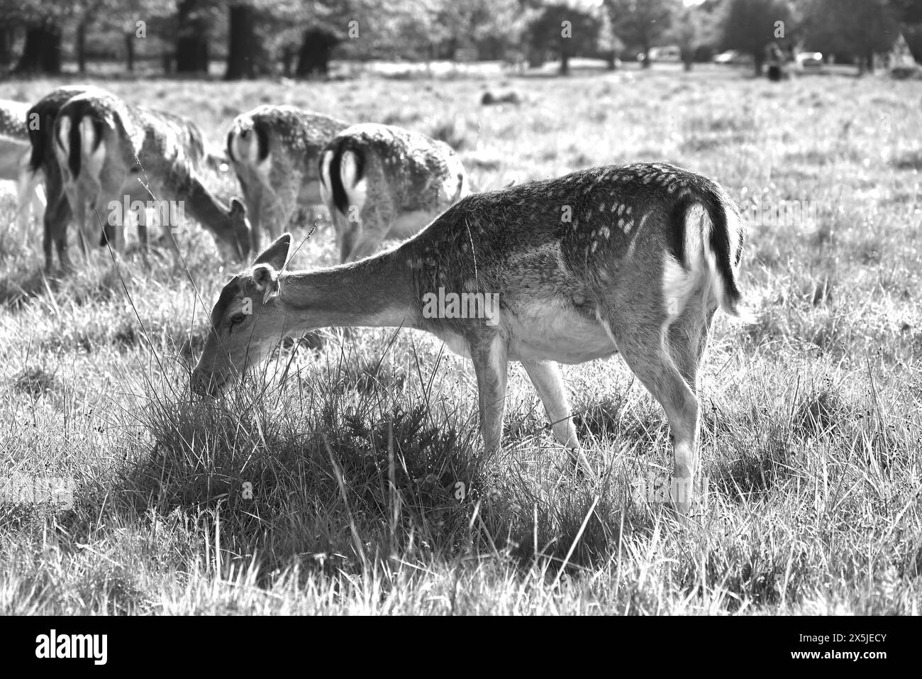 Deer herds have played a major role in Richmond Park’s history and have ...
