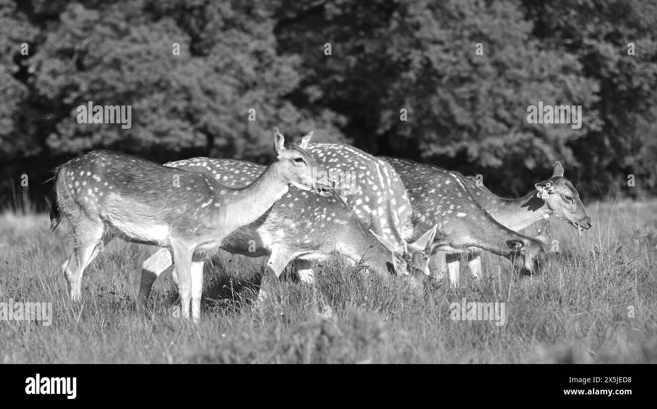 Deer herds have played a major role in Richmond Park’s history and have ...