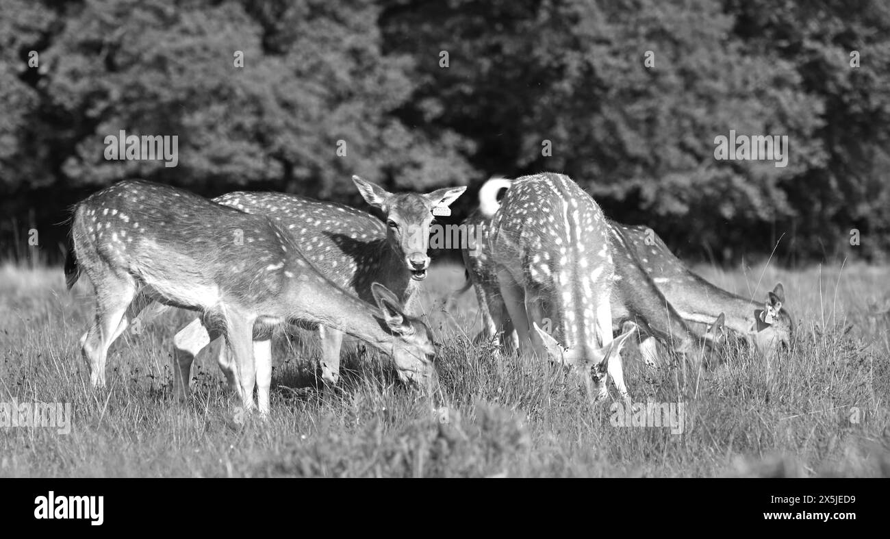 Deer herds have played a major role in Richmond Park’s history and have ...