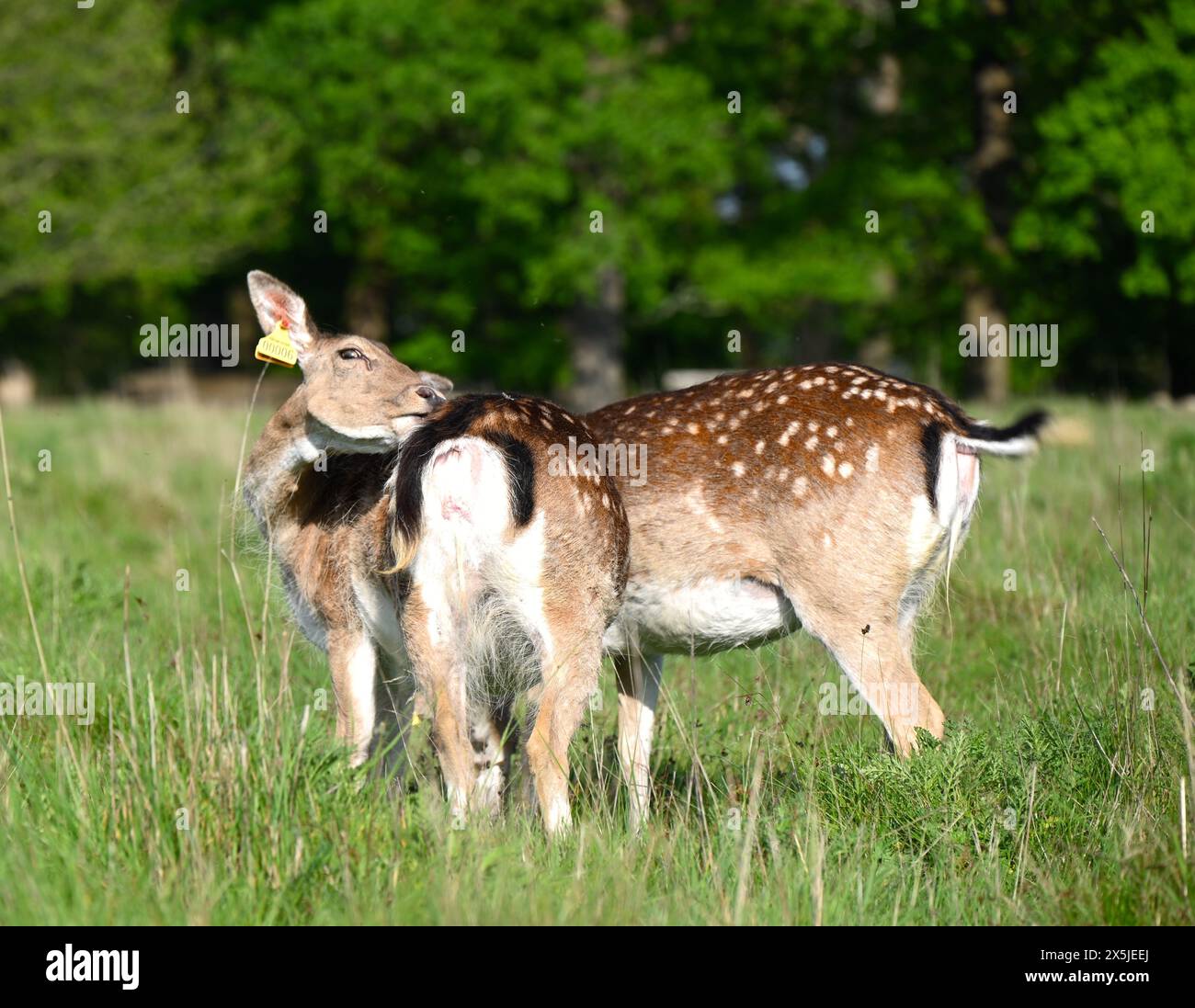 Deer herds have played a major role in Richmond Park’s history and have ...