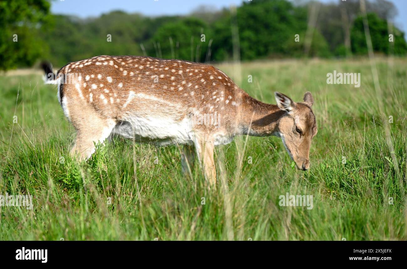 Deer herds have played a major role in Richmond Park’s history and have ...