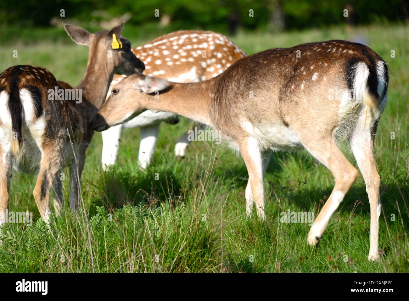 Deer herds have played a major role in Richmond Park’s history and have ...