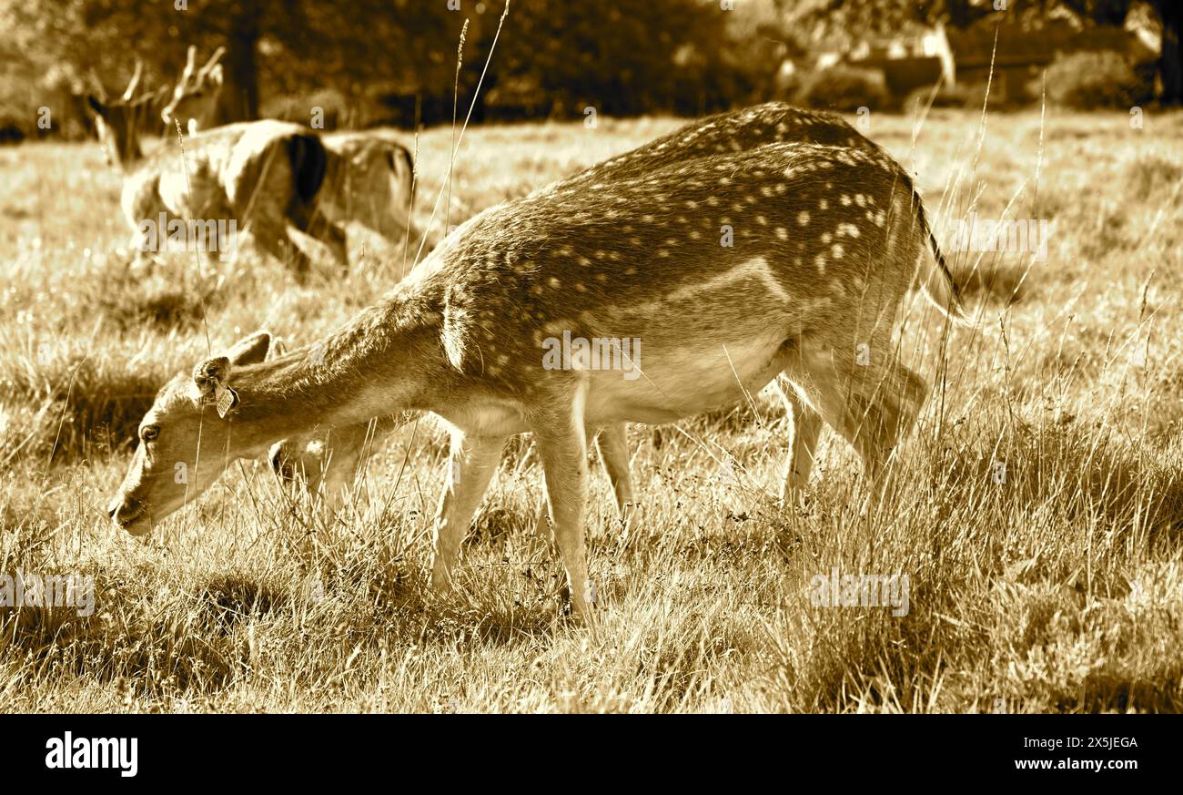 Deer herds have played a major role in Richmond Park’s history and have ...