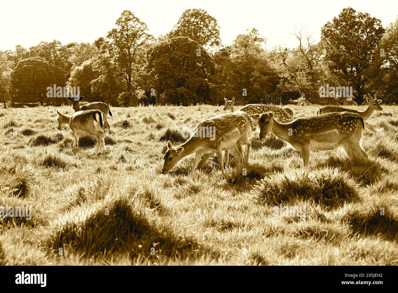 Deer herds have played a major role in Richmond Park’s history and have ...