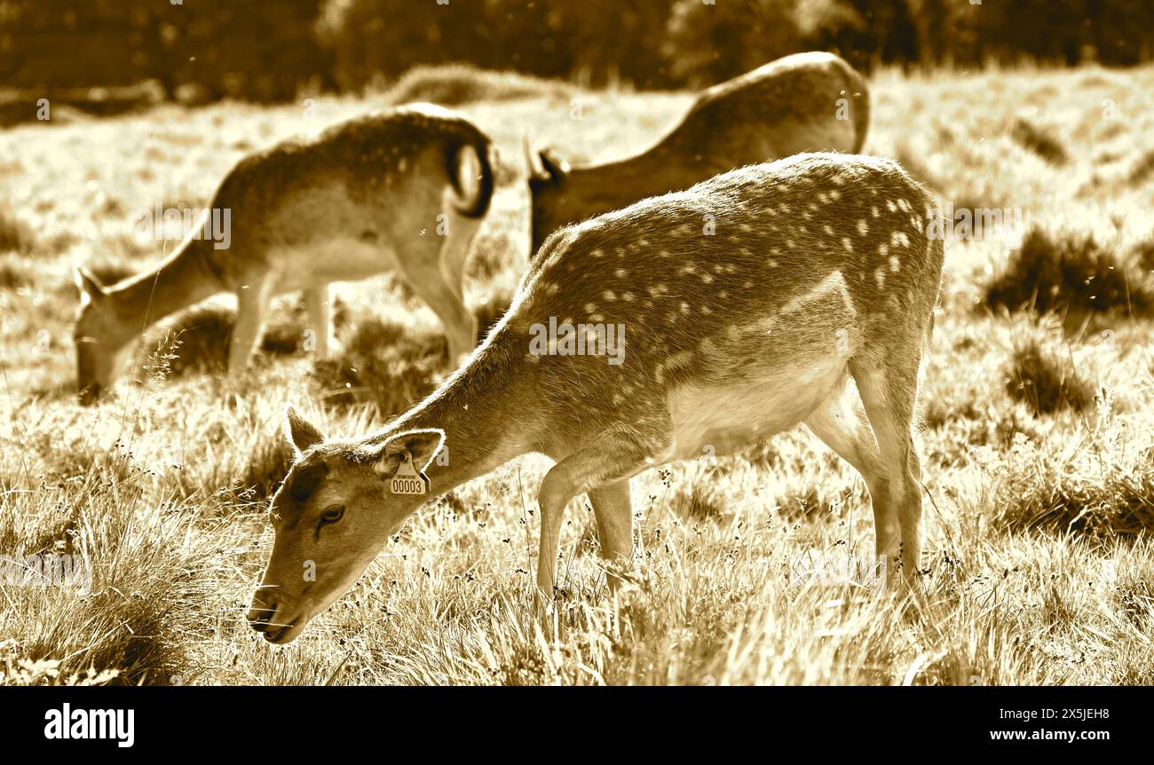 Deer herds have played a major role in Richmond Park’s history and have ...