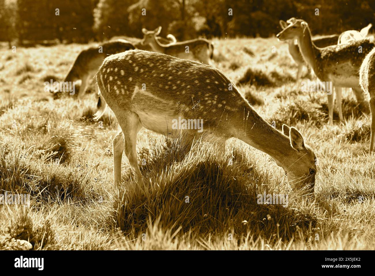 Deer herds have played a major role in Richmond Park’s history and have ...