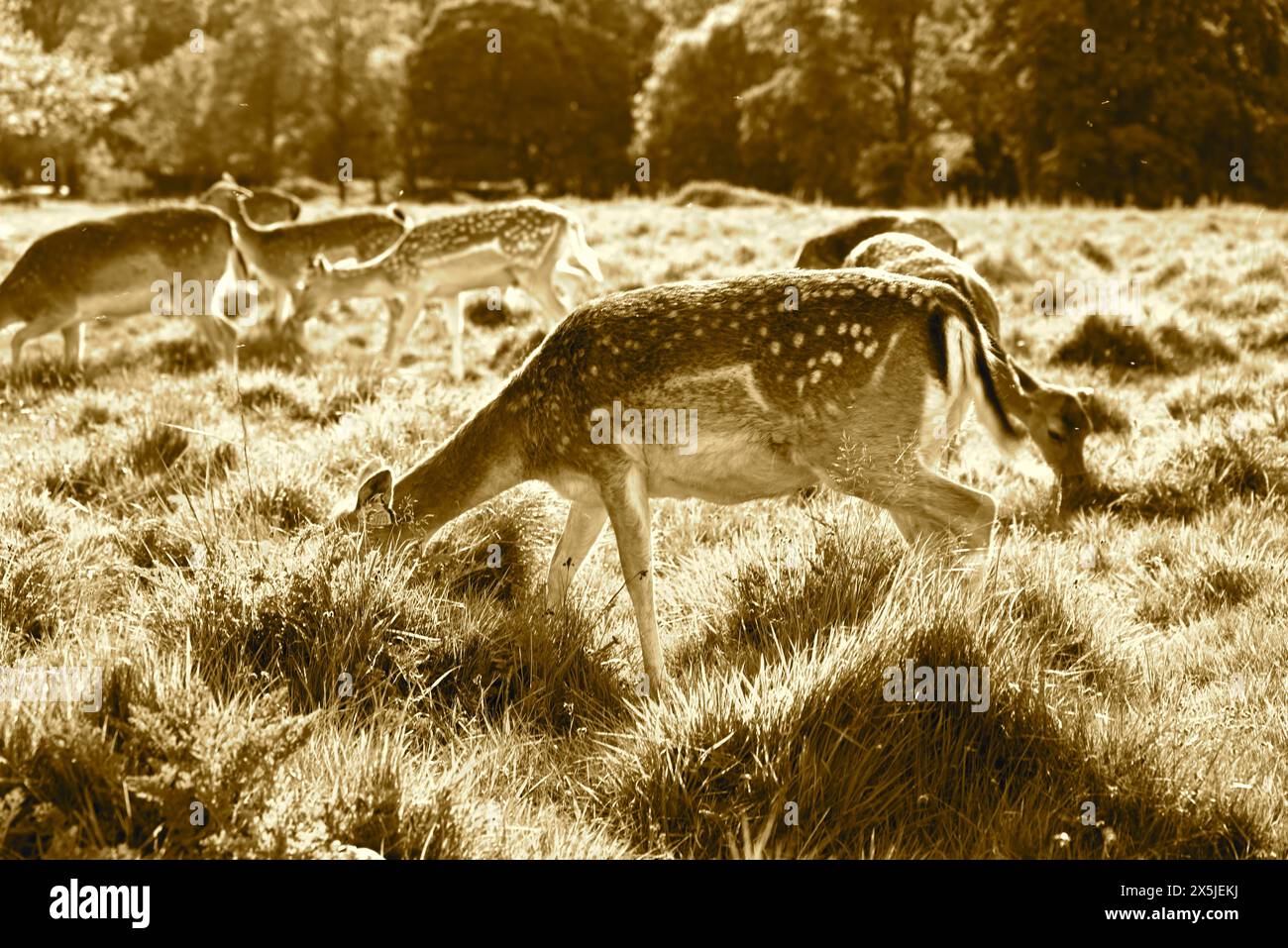 Deer herds have played a major role in Richmond Park’s history and have ...