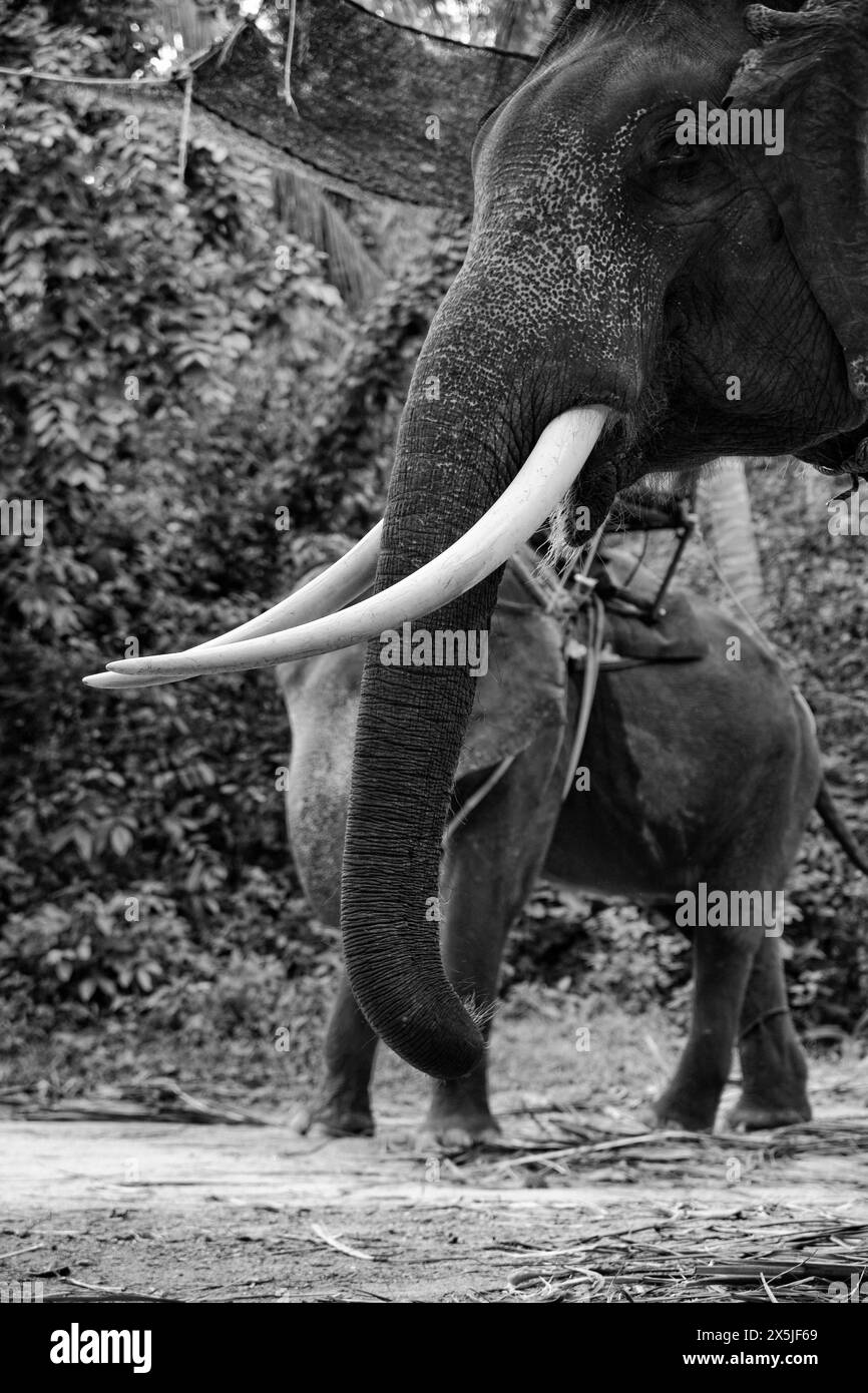 Thailand, Chiang Mai, asian elephants Stock Photo Alamy