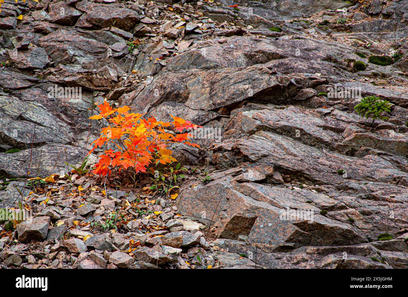 Canada, Nova Scotia, Cape Breton. Young trees in autumn Stock Photo