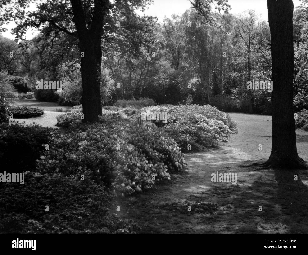 Isabella Plantation, Richmond Park, Greater London Stock Photo