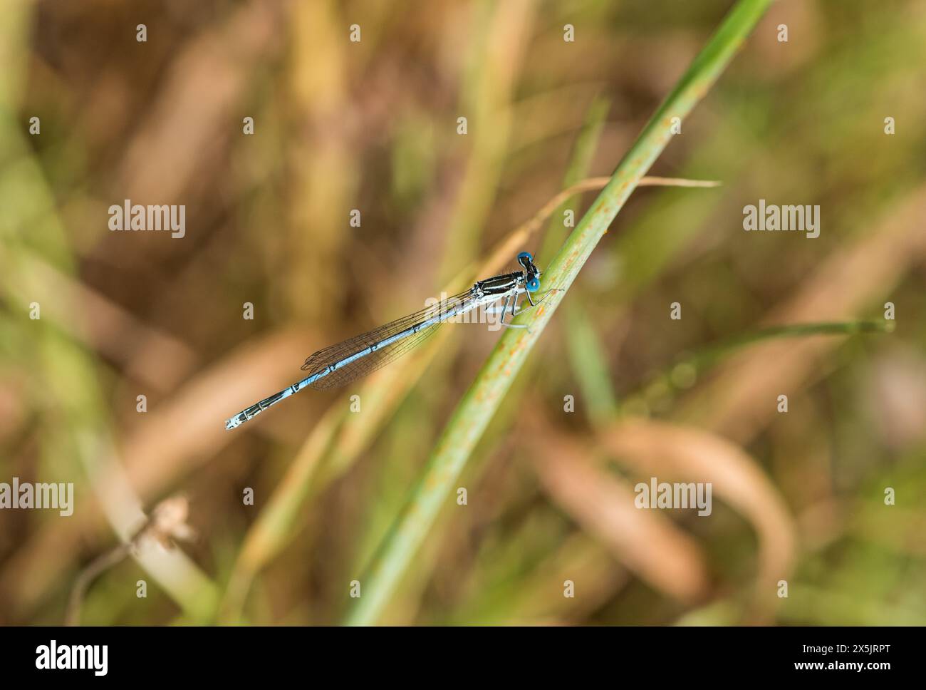 Perched Goblet-marked Damselfly (Erythromma lindenii) at Koycegiz in Turkey.  One of the commonest damselflies on the lake. Stock Photo