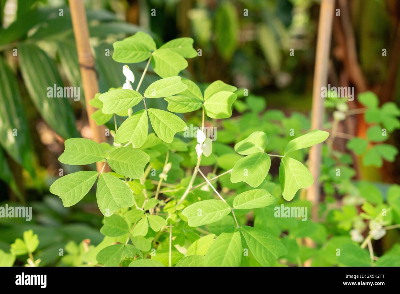 Saint Gallen, Switzerland, November 29, 2023 Amicia Zygomeris or yoke leaved amicia plant at the botanical garden Stock Photo