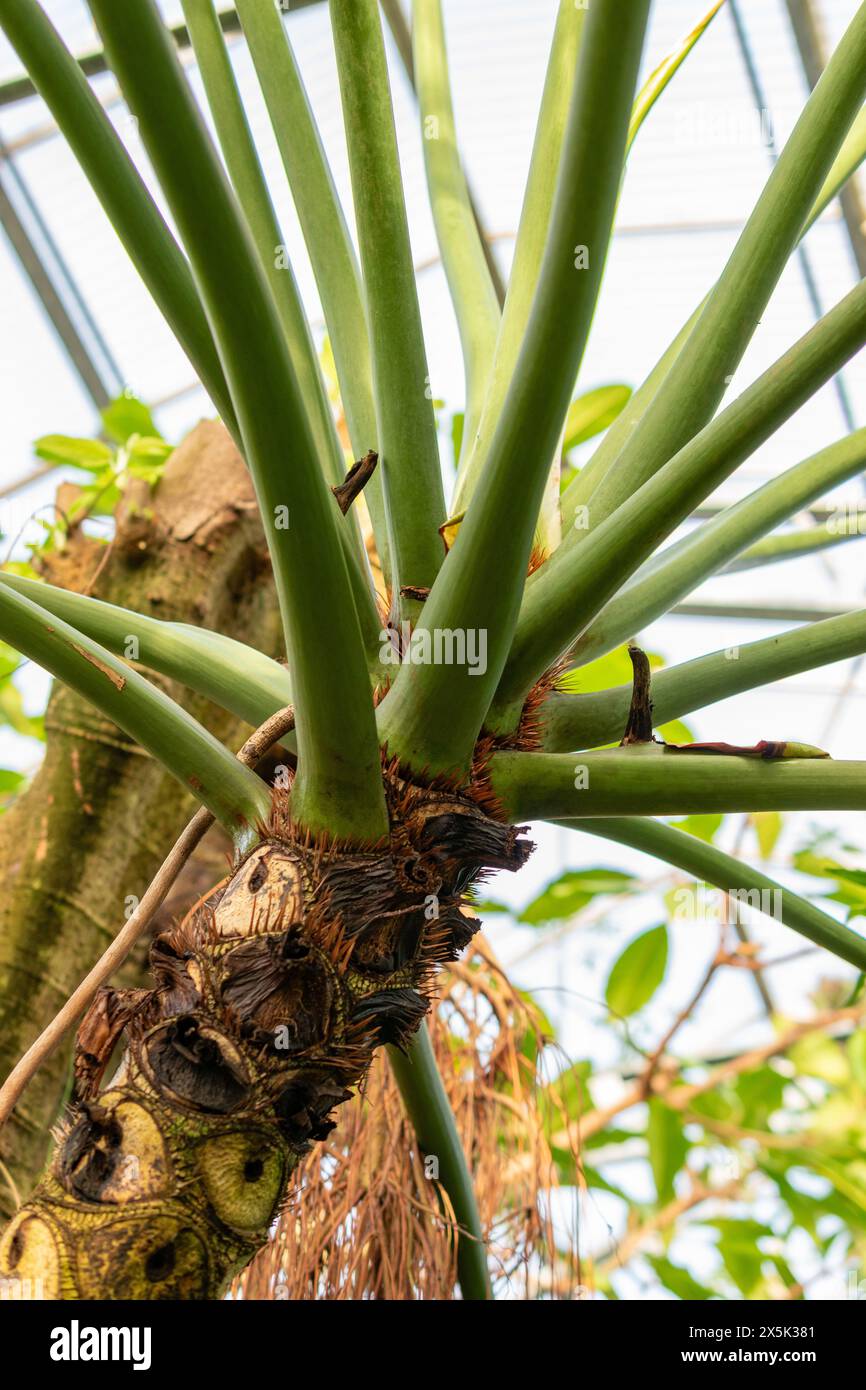pencil tree cactus Euphorbia tirucalli 