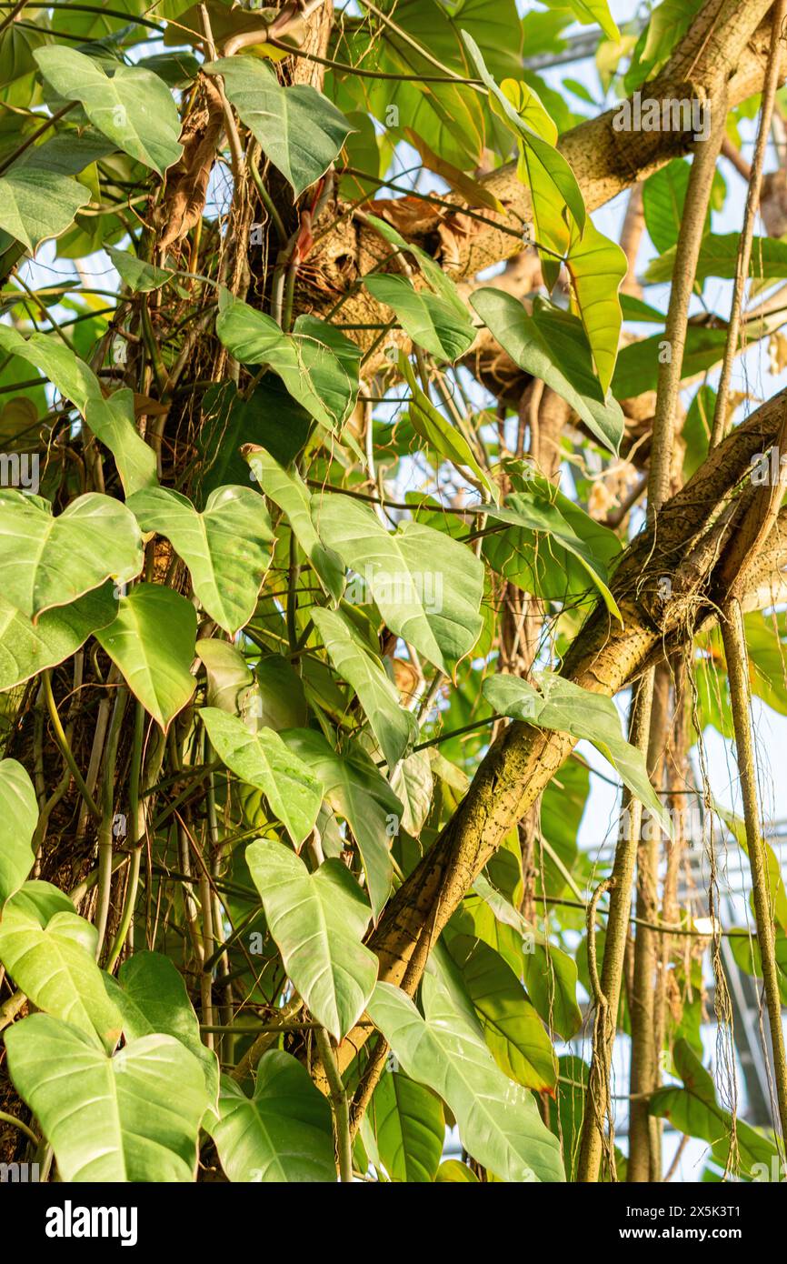 Blushing philodendron hi-res stock photography and images - Alamy