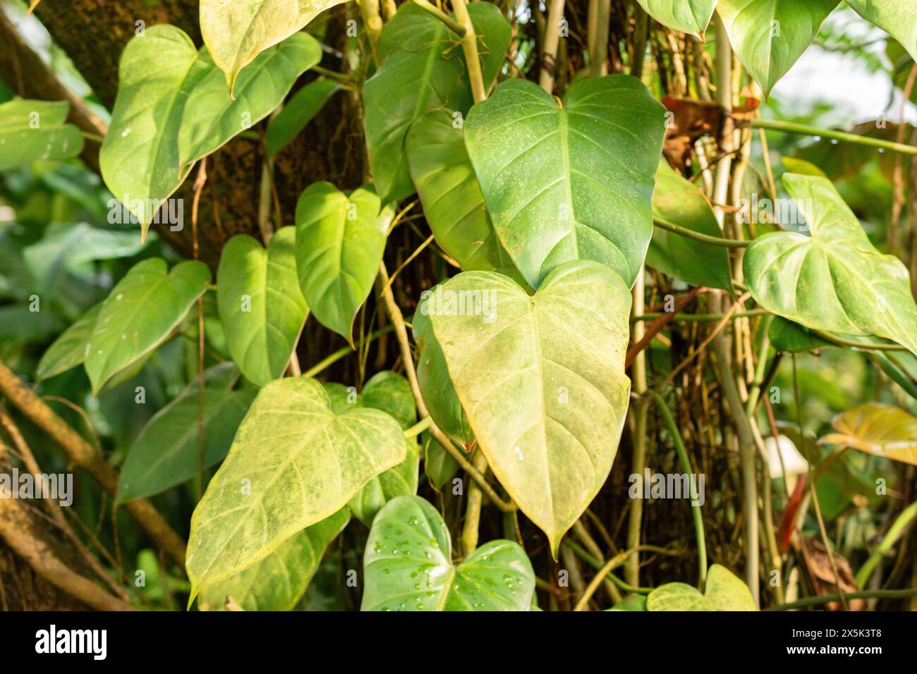 Saint Gallen, Switzerland, November 29, 2023 Philodendron Erubescens or blushing philodendron plant at the botanical garden Stock Photo