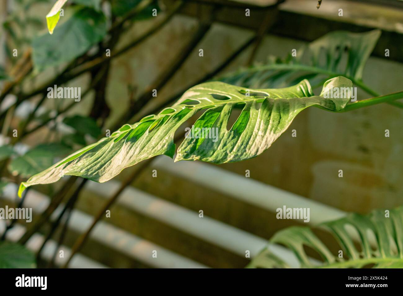 Monstera friedrichsthalii hi-res stock photography and images - Alamy