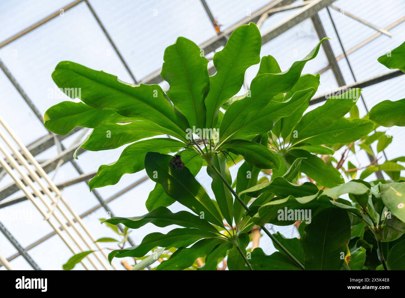 Digitatum hi-res stock photography and images - Alamy