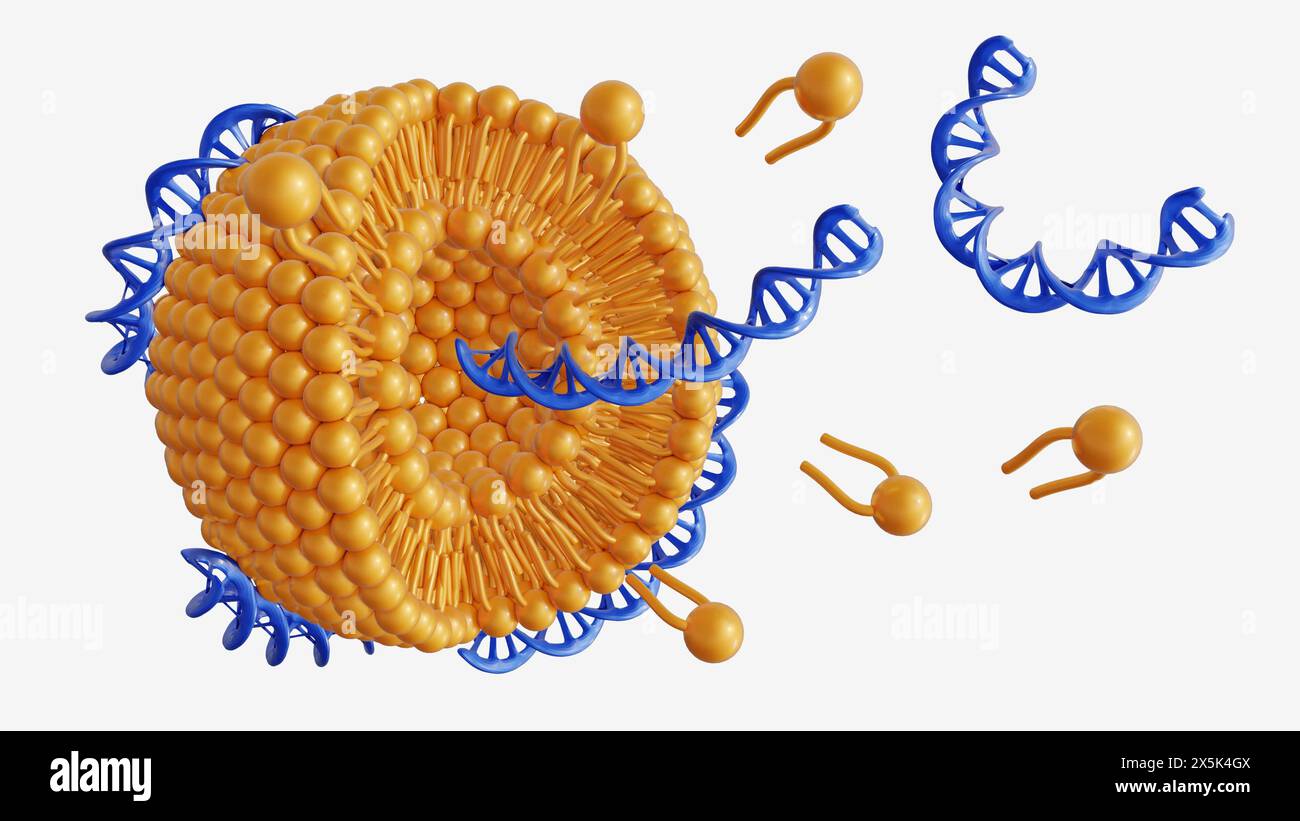 3d rendering of DNA helixes conjugated liposomes as DNA-Liposome complex Stock Photo