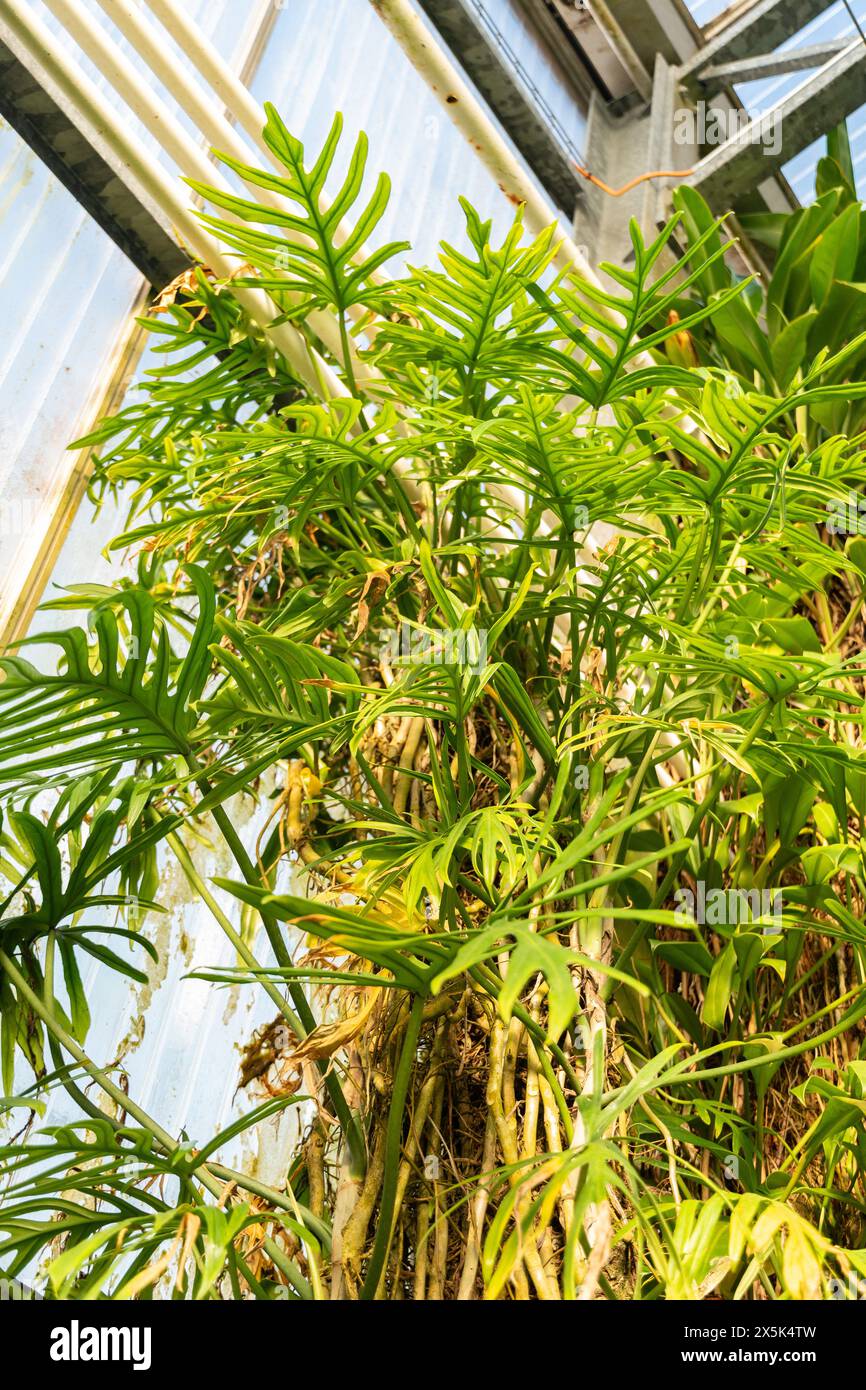 Saint Gallen, Switzerland, December 7, 2023 Philodendron Angustisectum or  cut leaved philodendron plant at the botanical garden Stock Photo - Alamy