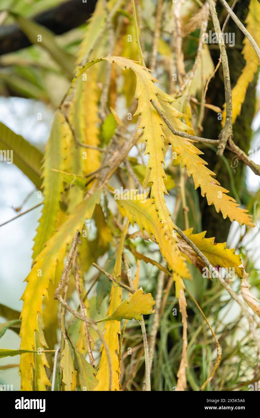 Saint Gallen, Switzerland, December 7, 2023 Philodendron Angustisectum or  cut leaved philodendron plant at the botanical garden Stock Photo - Alamy