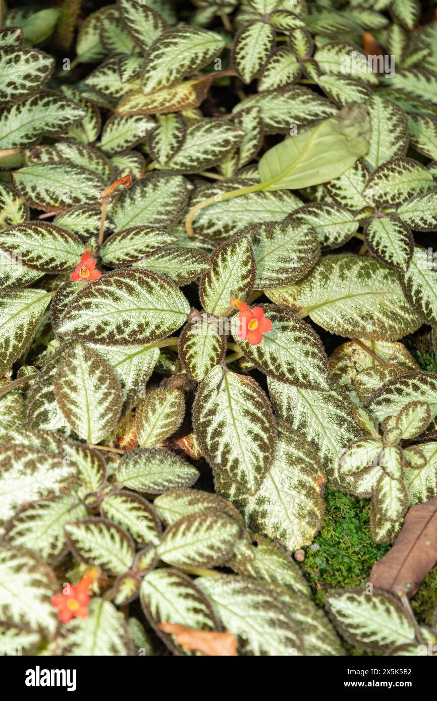 Saint Gallen, Switzerland, December 7, 2023 Episcia Cupreata or flame violet plant at the botanical garden Stock Photo