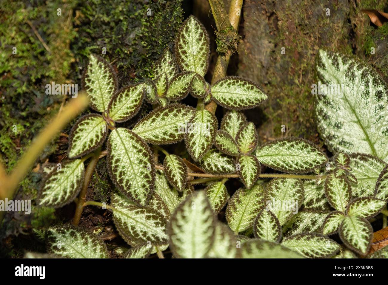 Saint Gallen, Switzerland, December 7, 2023 Episcia Cupreata or flame violet plant at the botanical garden Stock Photo