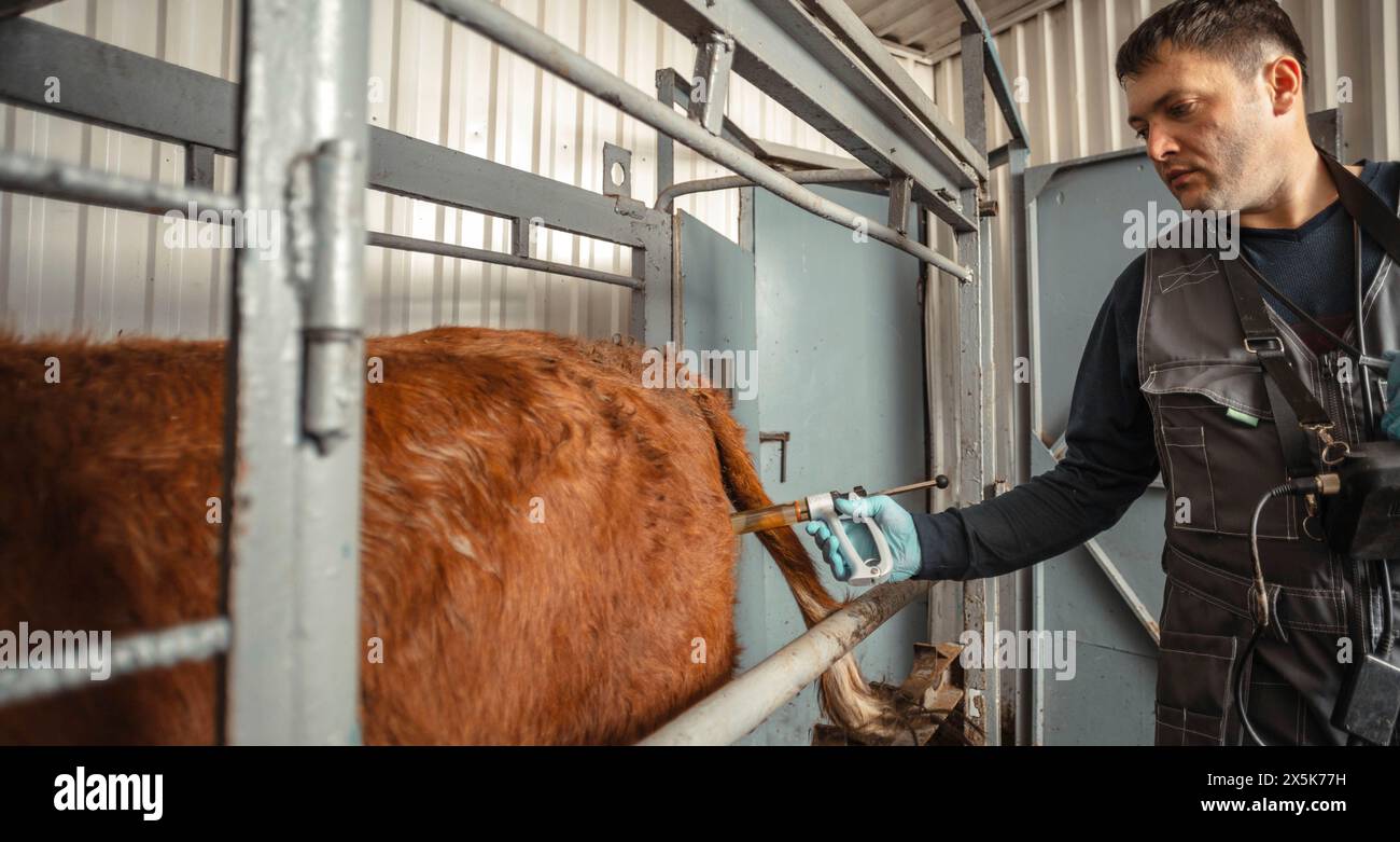 Cattle handling hi-res stock photography and images - Alamy