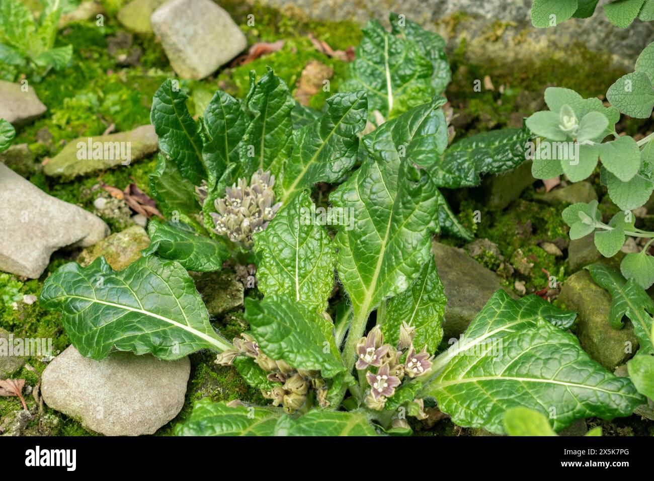 Where Did Mandrakes Come From Mandrake Mandragora Officinarum Imagen De Archivo - Imagen De Is Mandrake A Real Plant Where Did Mandrakes Come From Mandrake Mandragora Officinarum Imagen De Archivo - Imagen De Is Mandrake A Real Plant