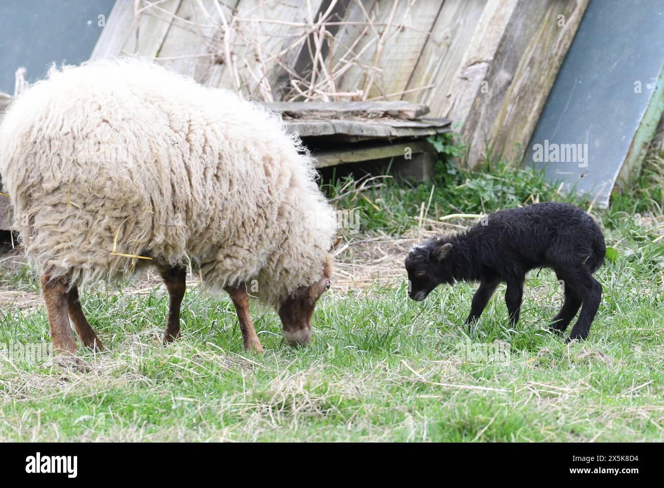 Ouessant black sheep hi-res stock photography and images - Alamy