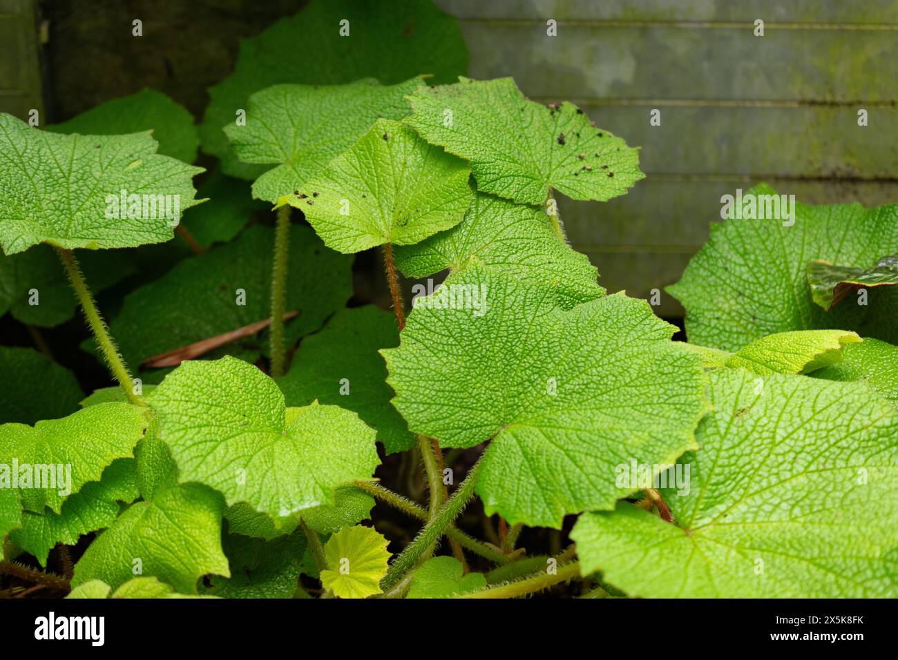 Begonia acida hires stock photography and images Alamy