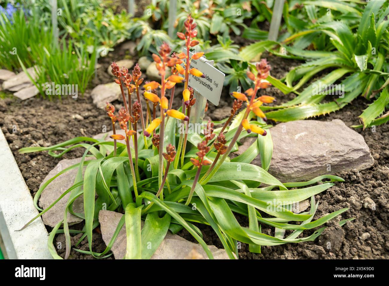 Saint Gallen, Switzerland, March 2, 2024 Lachenalia Aloides plant at the botanical garden Stock Photo