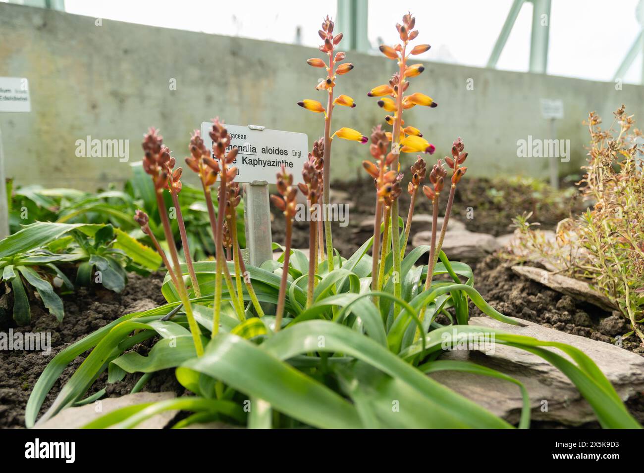 Saint Gallen, Switzerland, March 2, 2024 Lachenalia Aloides plant at the botanical garden Stock Photo