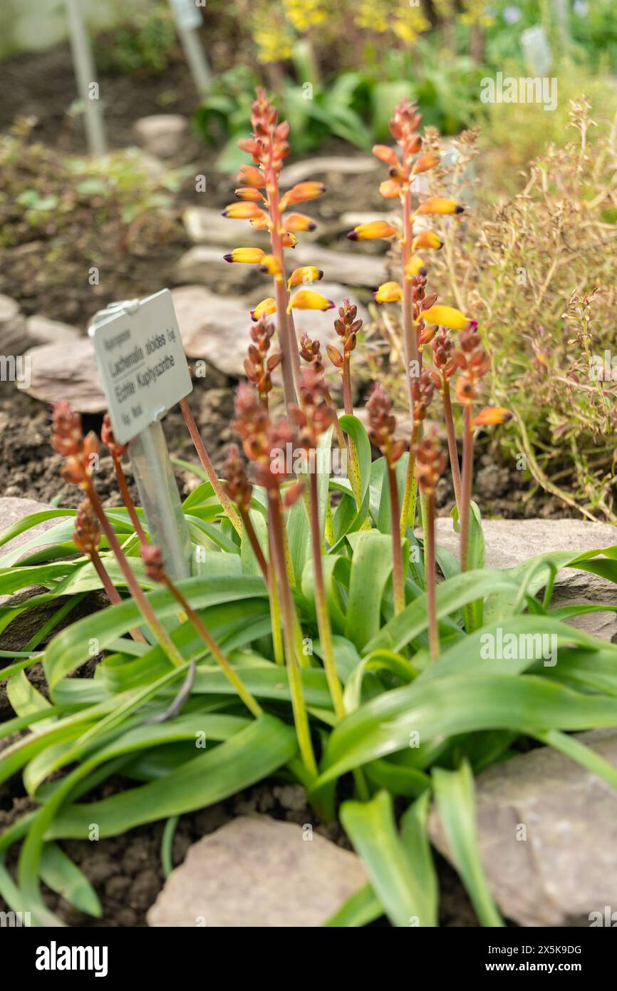 Saint Gallen, Switzerland, March 2, 2024 Lachenalia Aloides plant at the botanical garden Stock Photo