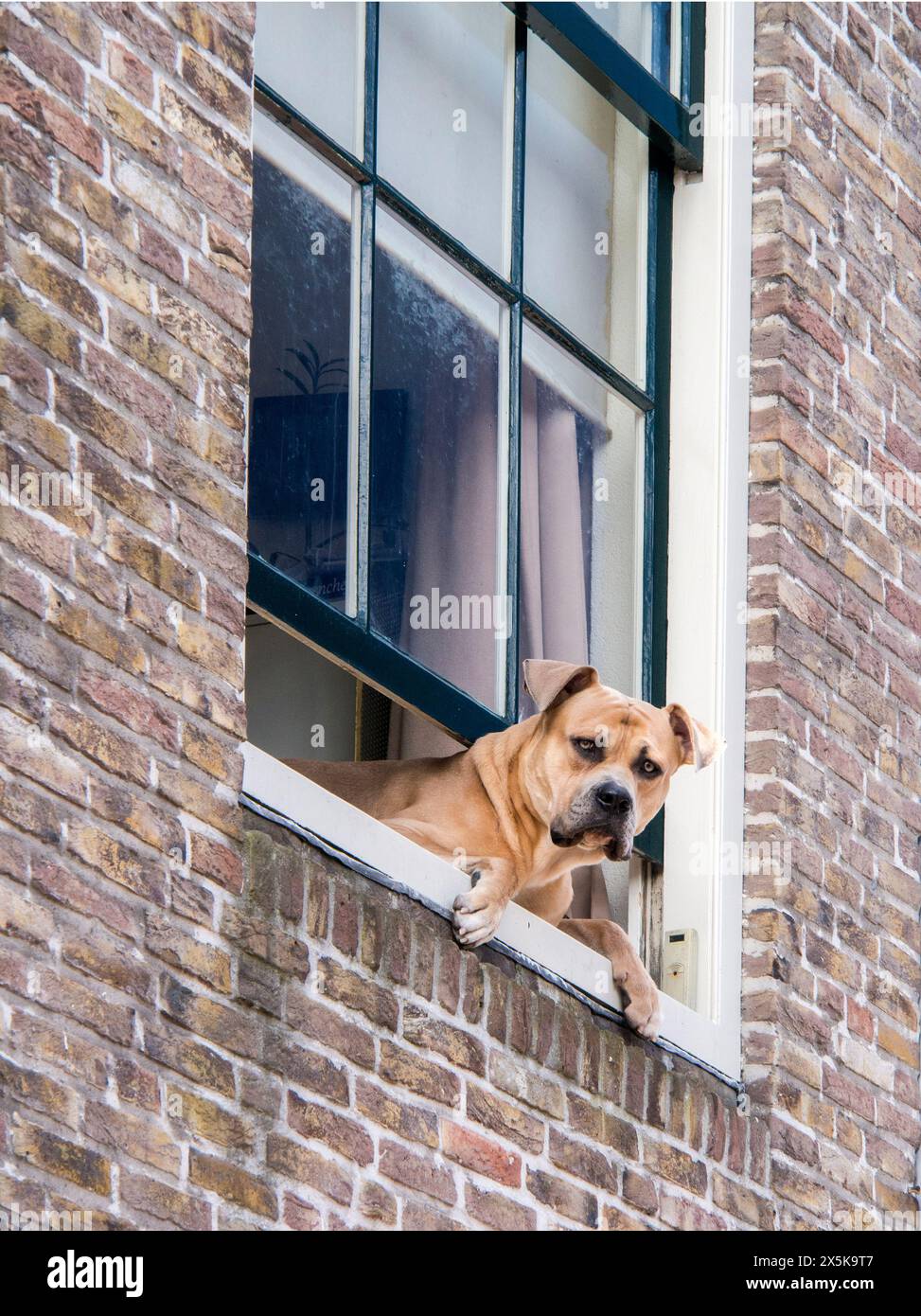 Dog in the window of a brick building along the streets of Alkmaar. (Editorial Use Only) Stock Photo