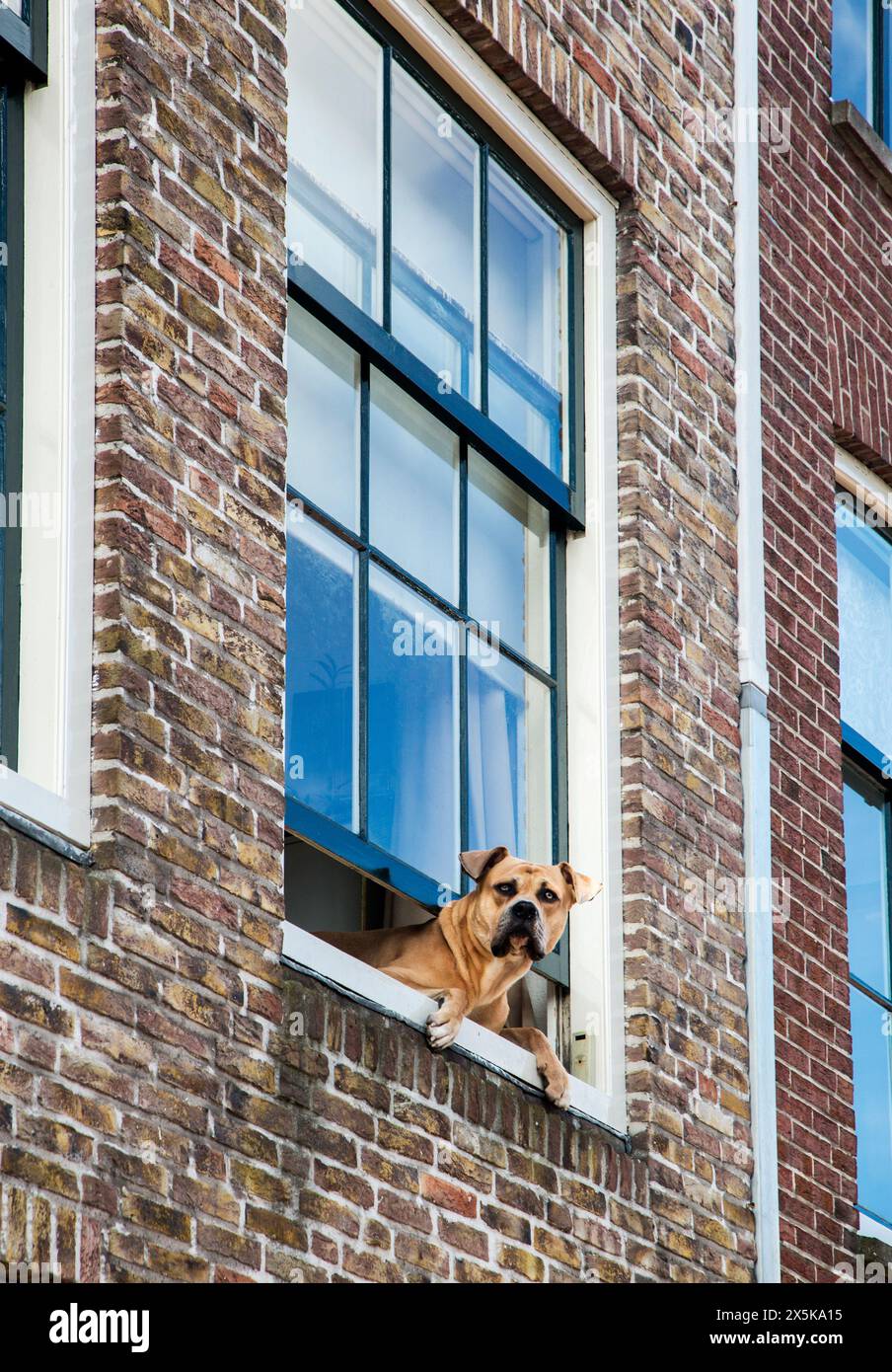 Dog in the window of a brick building along the streets of Alkmaar. (Editorial Use Only) Stock Photo