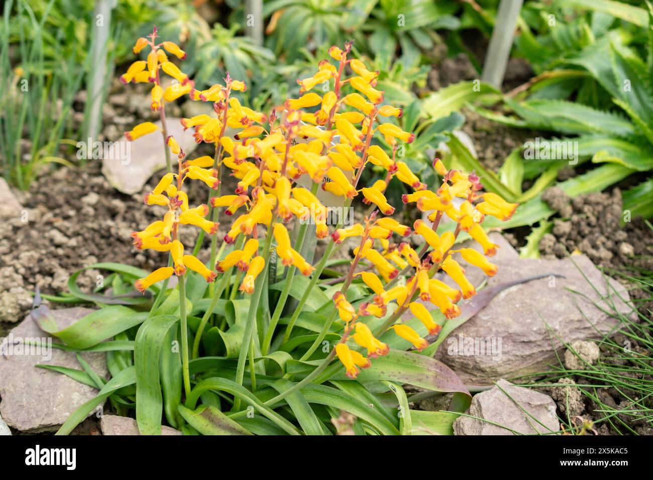 Saint Gallen, Switzerland, March 24, 2024 Lachenalia Aloides flowers at the botanical garden Stock Photo