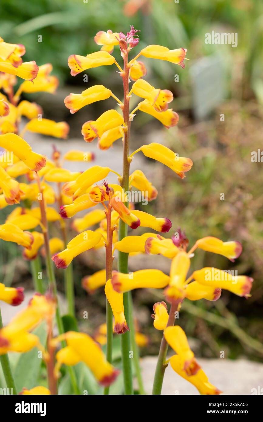 Saint Gallen, Switzerland, March 24, 2024 Lachenalia Aloides flowers at the botanical garden Stock Photo