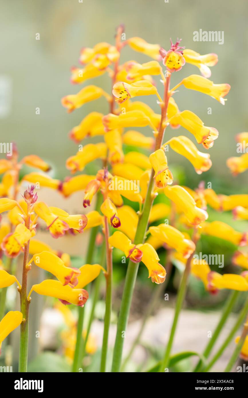 Saint Gallen, Switzerland, March 24, 2024 Lachenalia Aloides flowers at the botanical garden Stock Photo