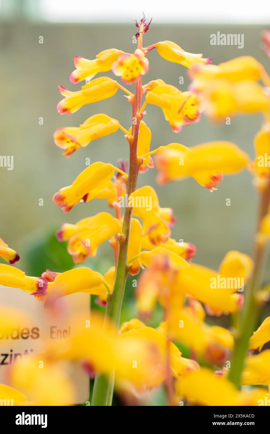 Saint Gallen, Switzerland, March 24, 2024 Lachenalia Aloides flowers at the botanical garden Stock Photo