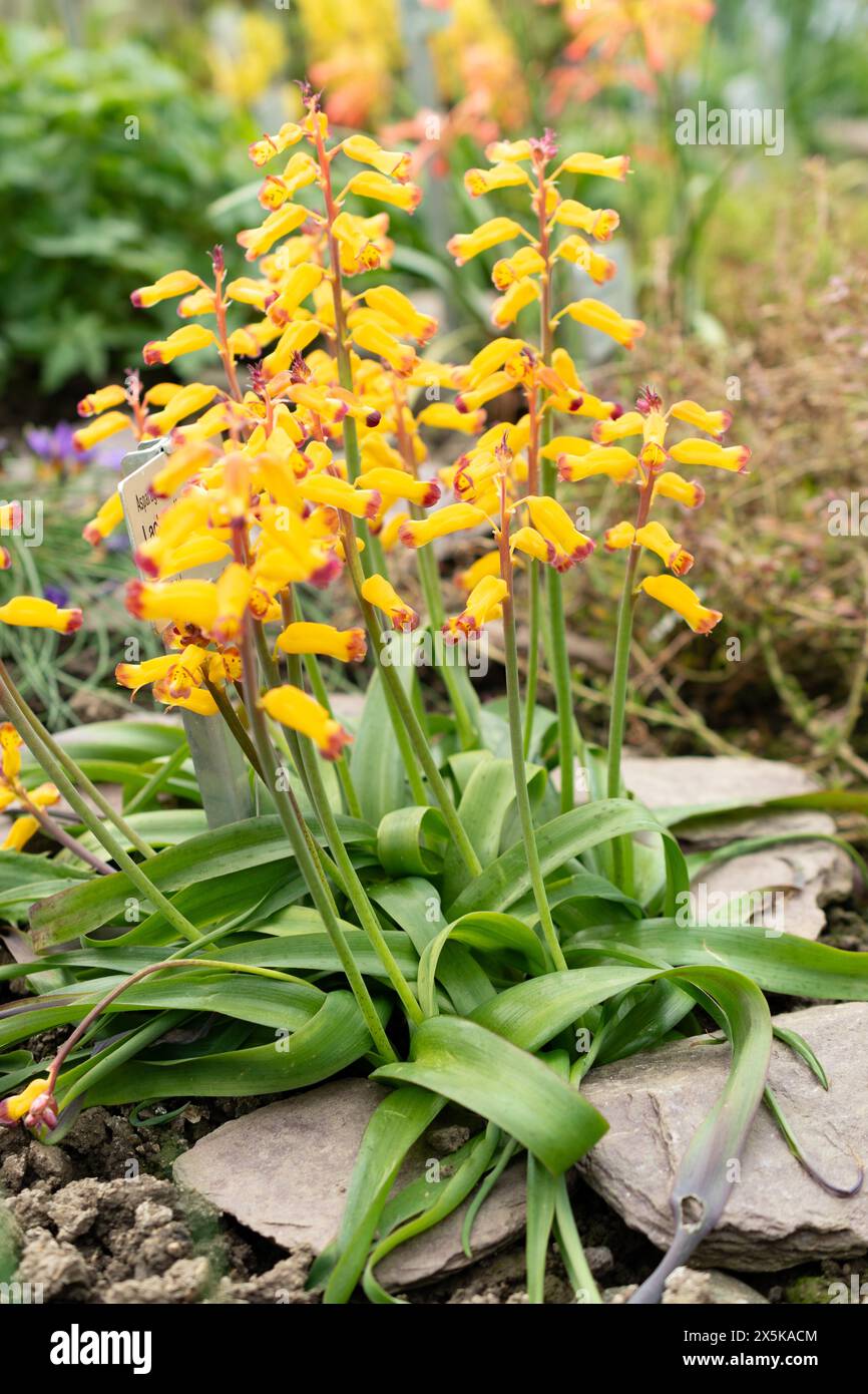 Saint Gallen, Switzerland, March 24, 2024 Lachenalia Aloides flowers at the botanical garden Stock Photo