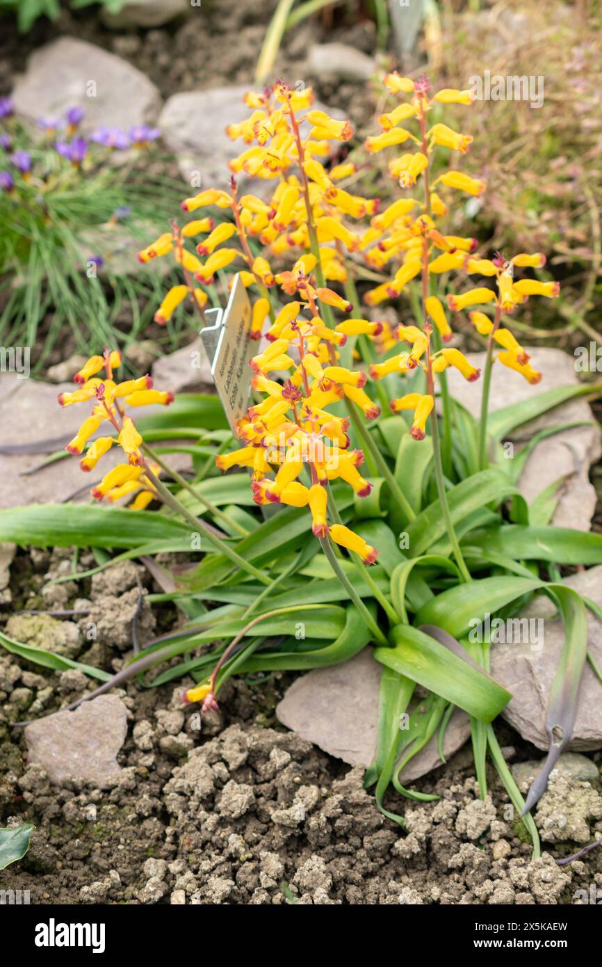 Saint Gallen, Switzerland, March 24, 2024 Lachenalia Aloides flowers at the botanical garden Stock Photo