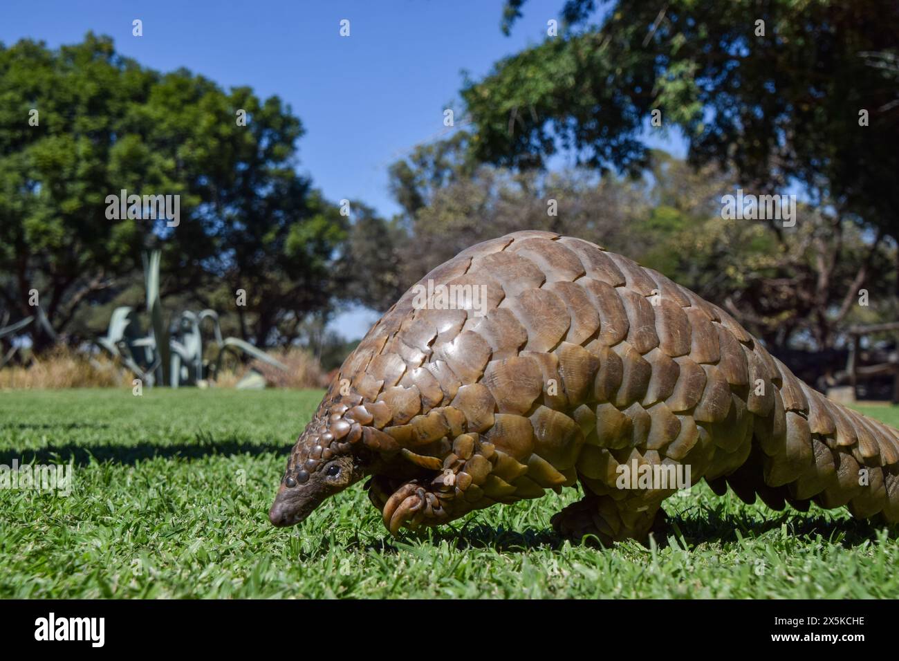 Zimbabwe, 3rd May 2024. A Cape pangolin, also known as Temminck's ...