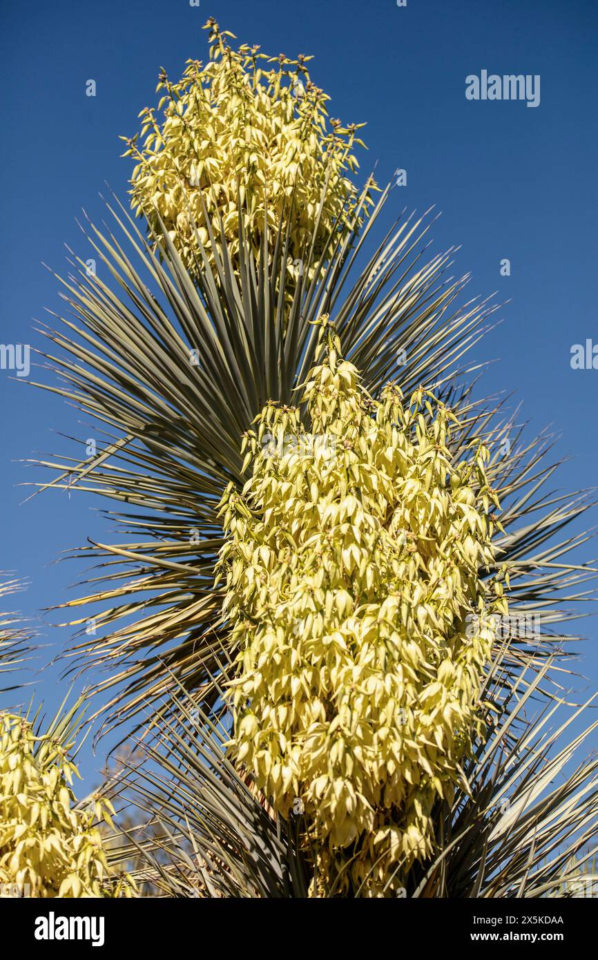 Dramatic natural plant portrait of Yucca Rigida flowering in glorious Arizona (USA) spring sunshine with landscape showing negative space.Alluring, Stock Photo