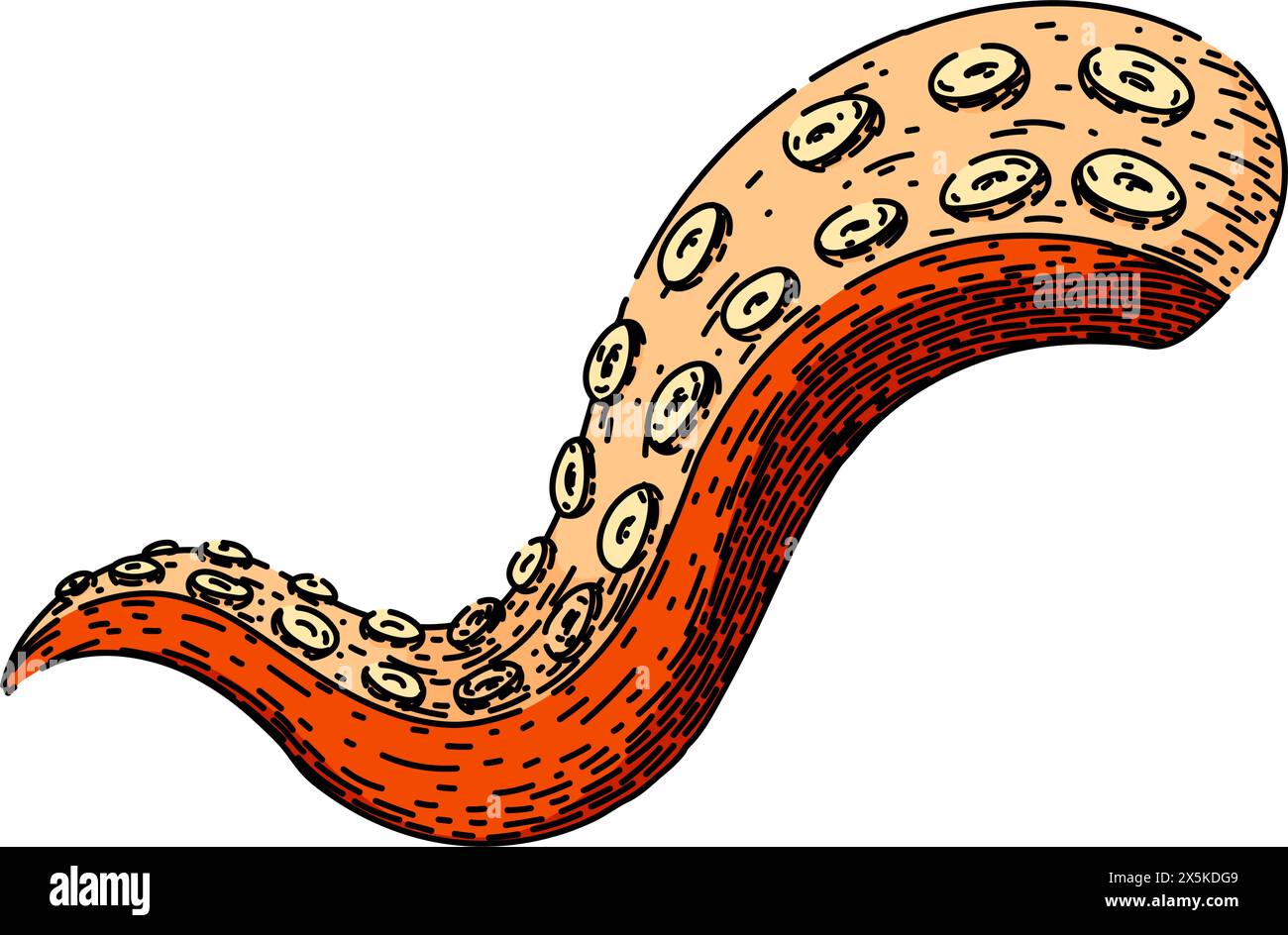 monster octopus kraken tentacle sketch hand drawn vector Stock Vector ...