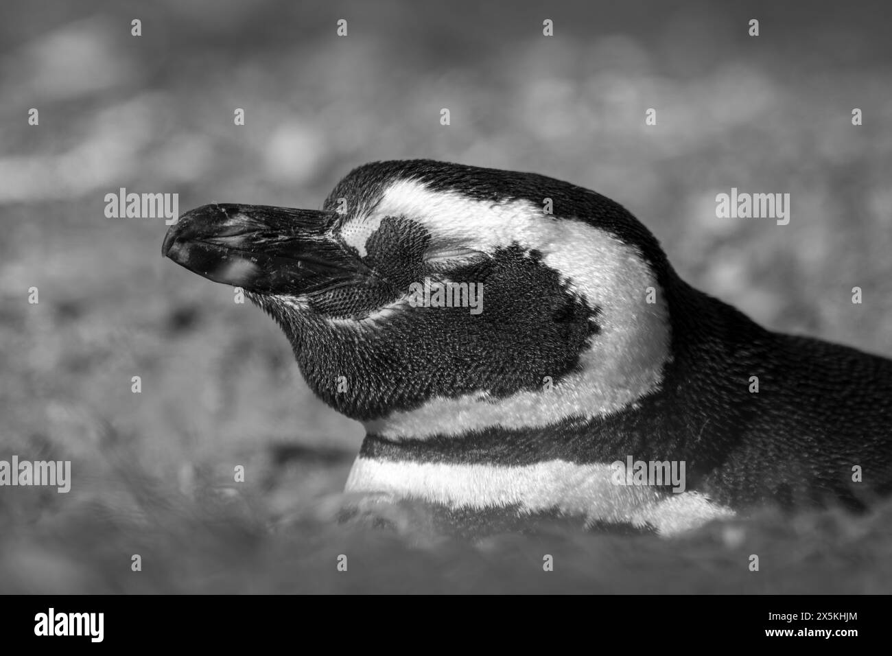 Mono Magellanic penguin in burrow on slope Stock Photo - Alamy