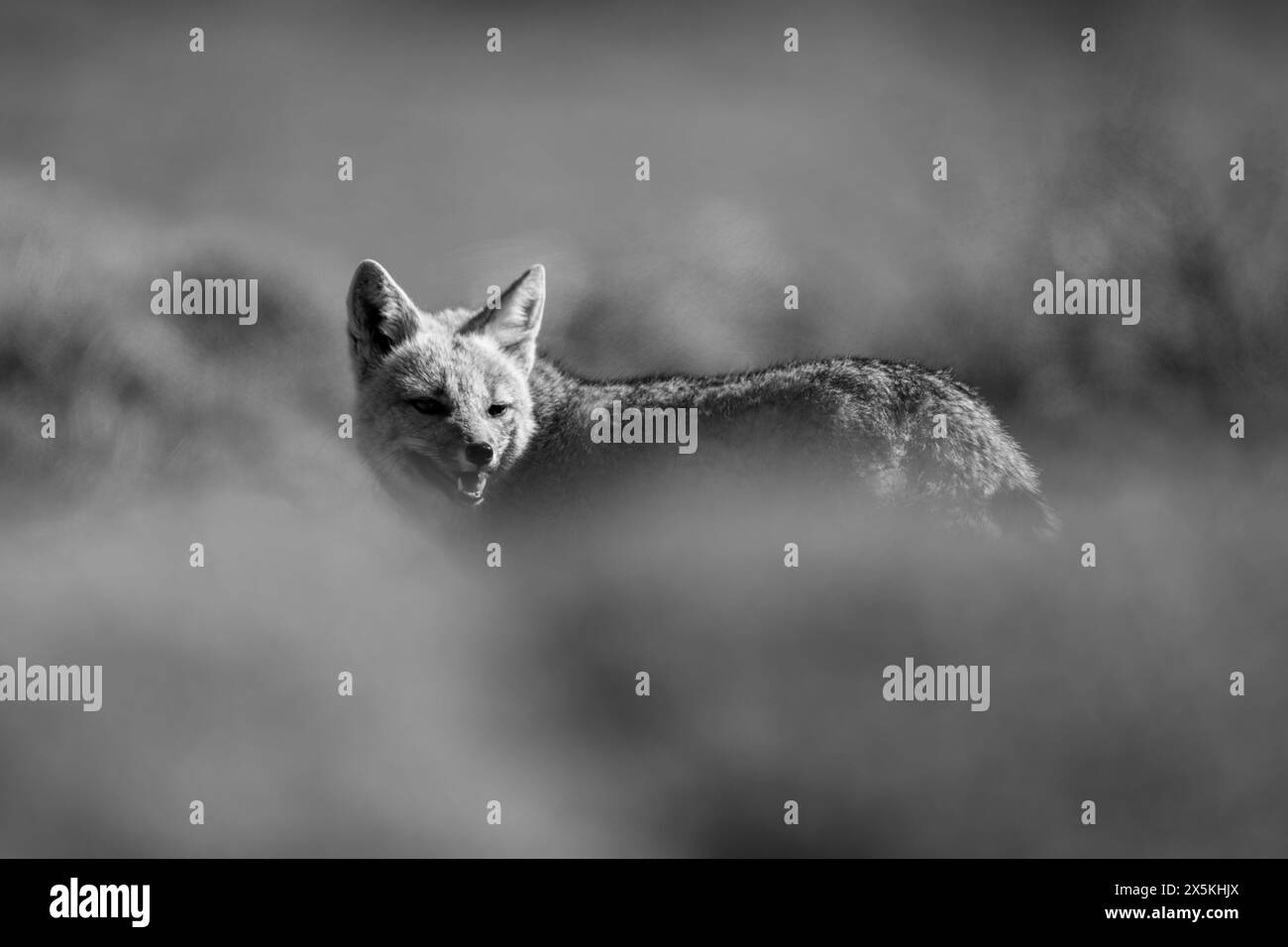 Mono South American gray fox behind bushes Stock Photo Alamy