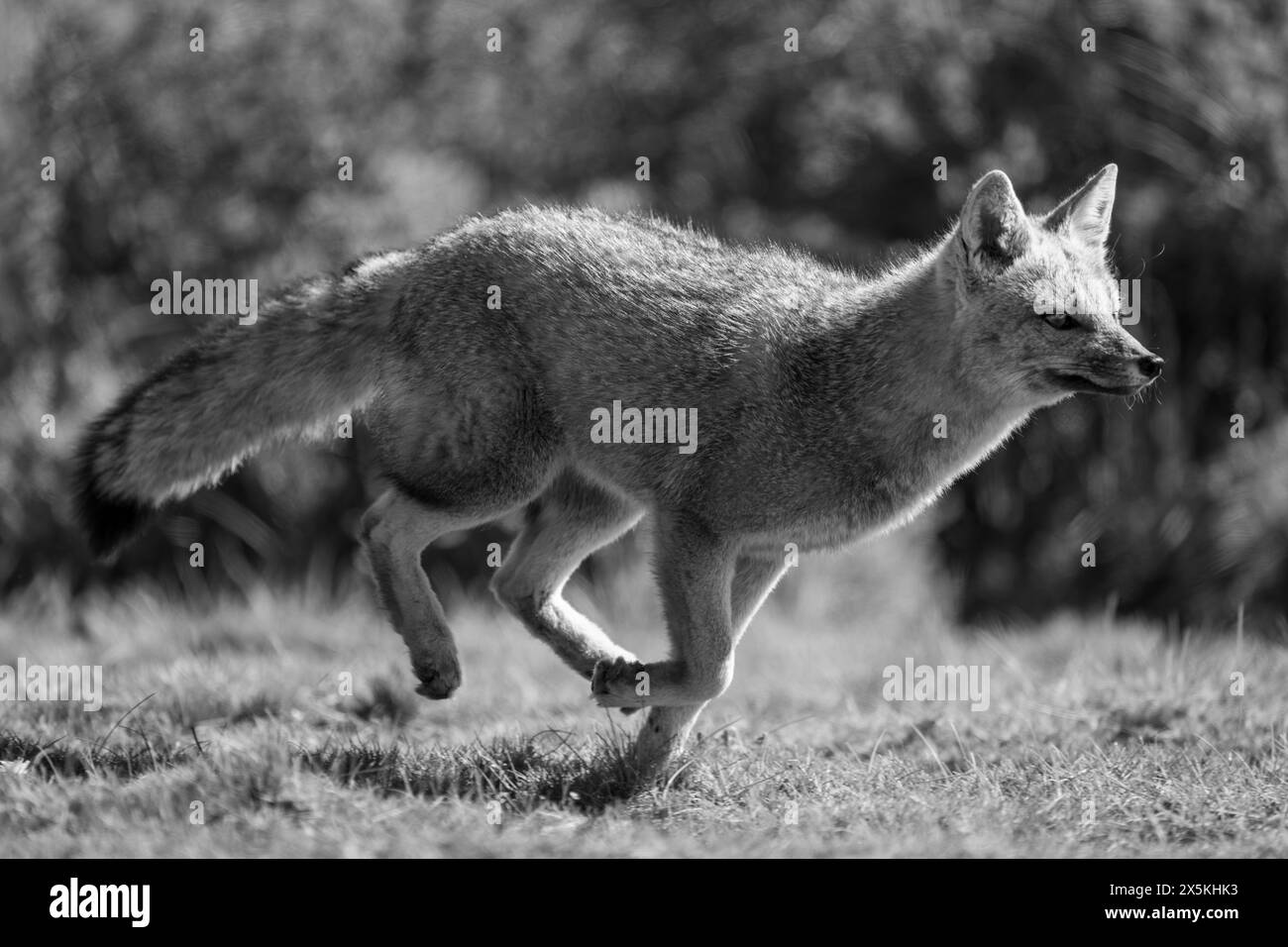 Mono South American gray fox running past Stock Photo Alamy